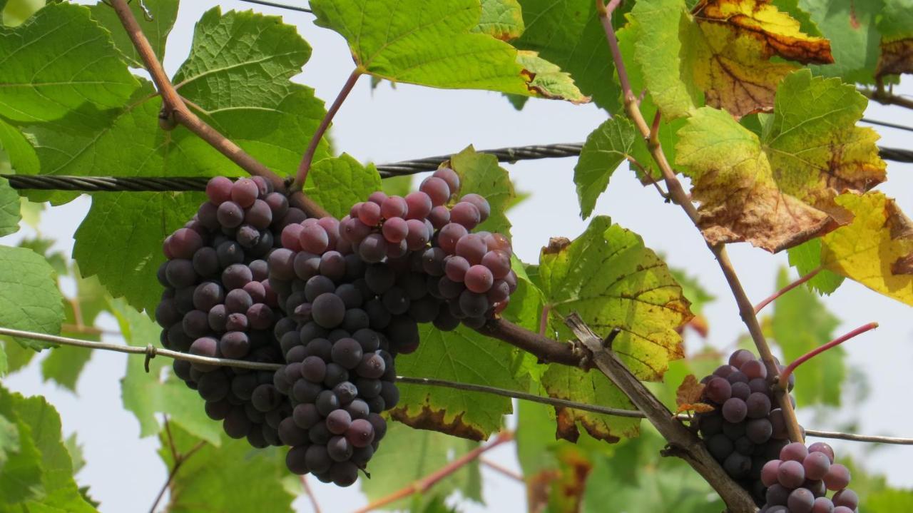 Ferienwohnung Elbsommer Am Weinberg Meißen Dış mekan fotoğraf